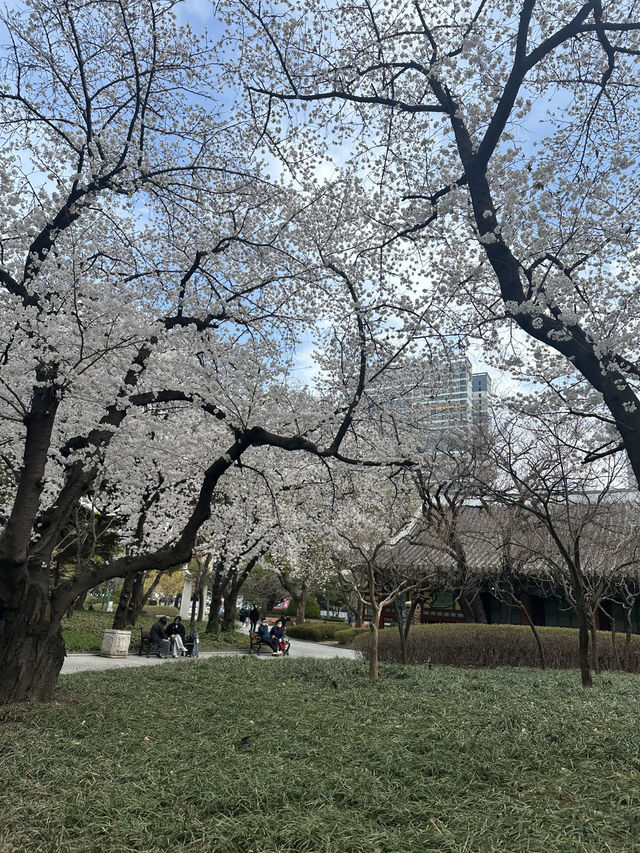 【韓国/大邱】リアルタイム！中心地から徒歩圏内の桜スポット🌸
