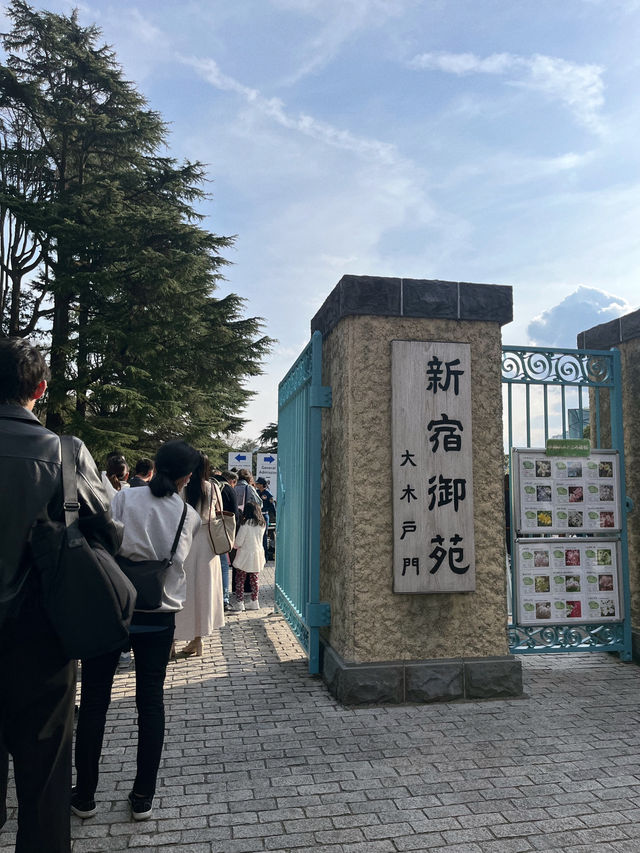 도쿄 벚꽃 명소 꽃놀이🌸