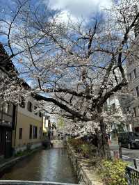 京都櫻花 3月31日實況