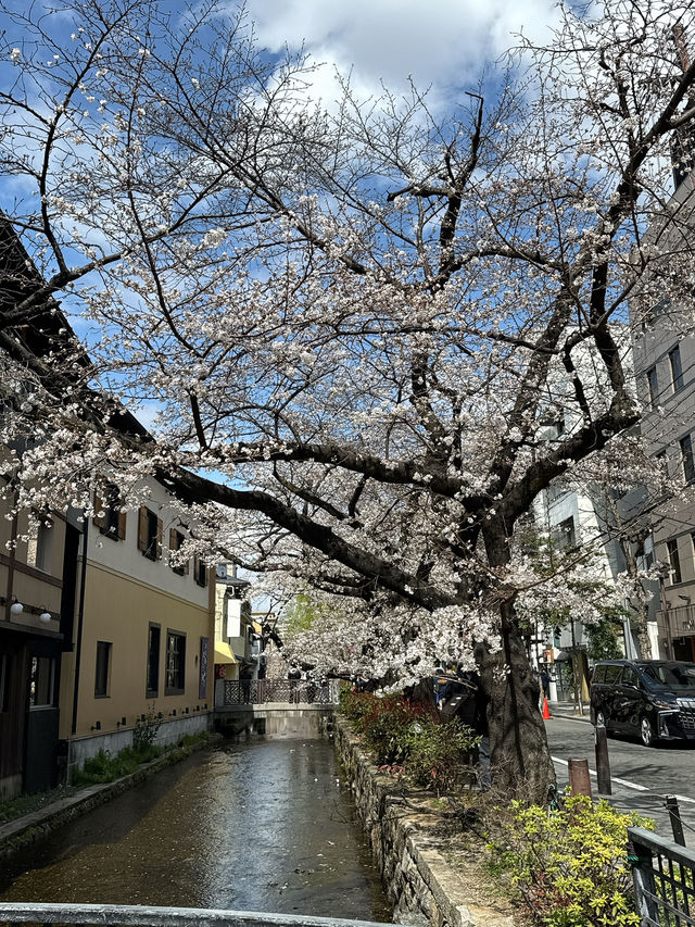 京都櫻花 3月31日實況