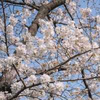 SPRINGTIME MAGIC | EXPLORING E-WORLD DAEGU