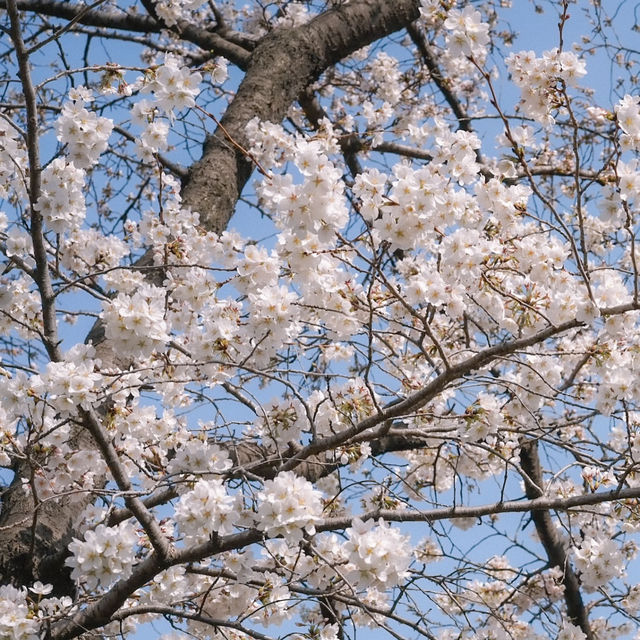 SPRINGTIME MAGIC | EXPLORING E-WORLD DAEGU