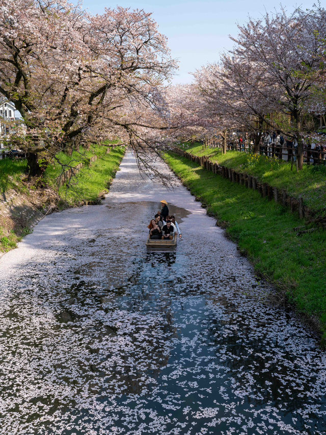 川越 新河岸川の桜 🌸🎐春の川越が一層美しくなる瞬間