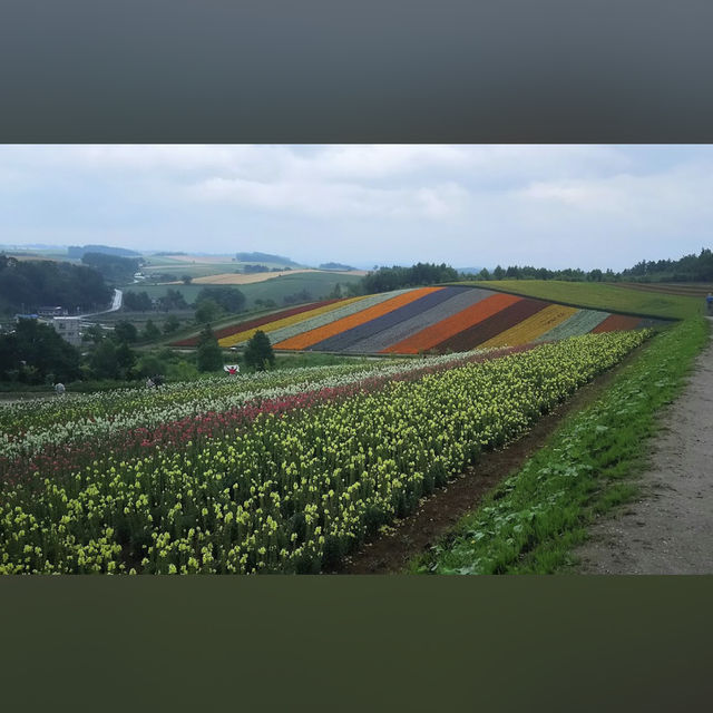 美瑛（Biei, 北海道）– 丘と空の芸術が広がるフォトジェニックな町