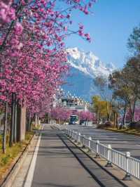 March in Lijiang: A Snow Mountain and Cherry Blossom Duet 🌸🏔️