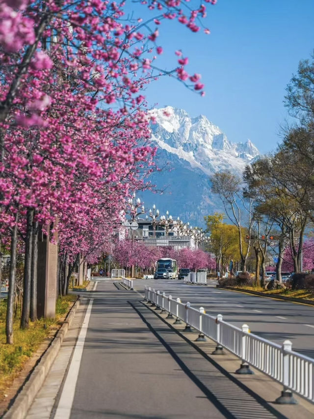 March in Lijiang: A Snow Mountain and Cherry Blossom Duet 🌸🏔️ March in Lijiang: A Snow Mountain and Cherry Blossom Duet 🌸🏔️