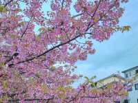 🌸淀の河津樱🌸吹雪黄昏美景