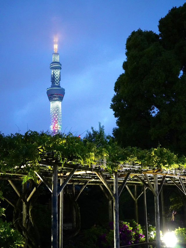 【東京×亀戸天神】  スカイツリーを背に・・撮影スポット