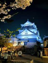 岡崎城の夜桜🌸