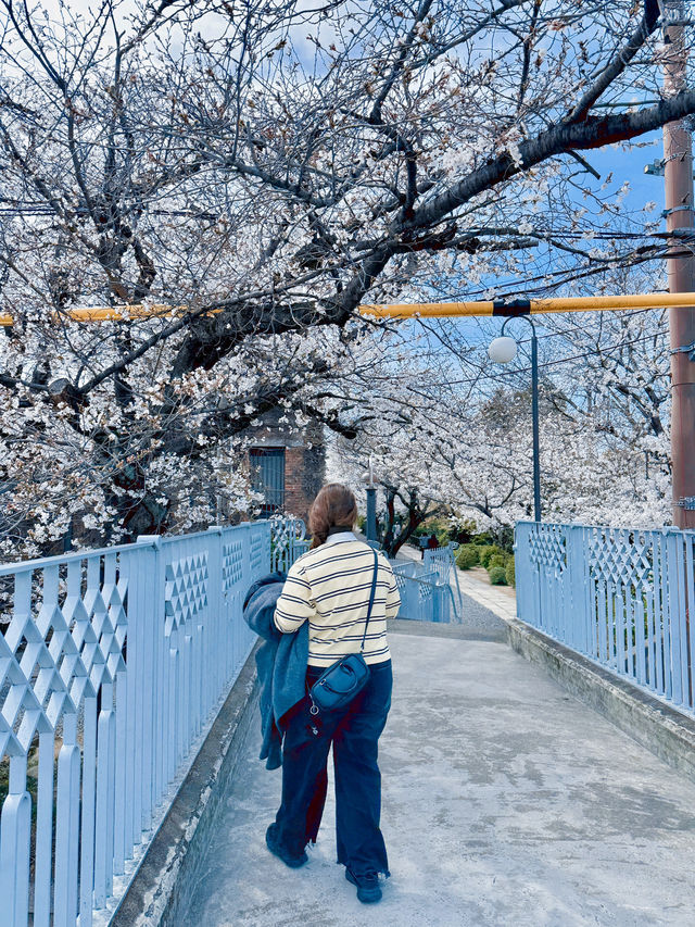 벚꽃이 만개했던 일본 소도시 여행🌸