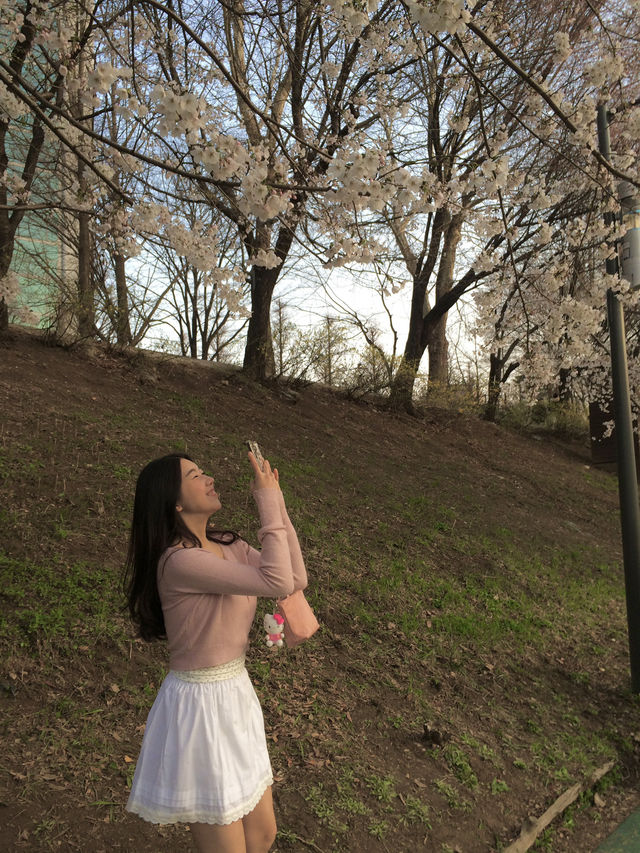 우리동네 노을 + 벚꽃 명소 🌸🧡