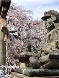 The Stunning Weeping Cherry Blossoms of Oishi Shrine
