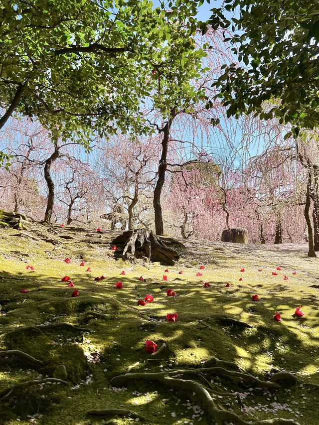 Spring Showers of Blooms at Jōnan-kyū🌸