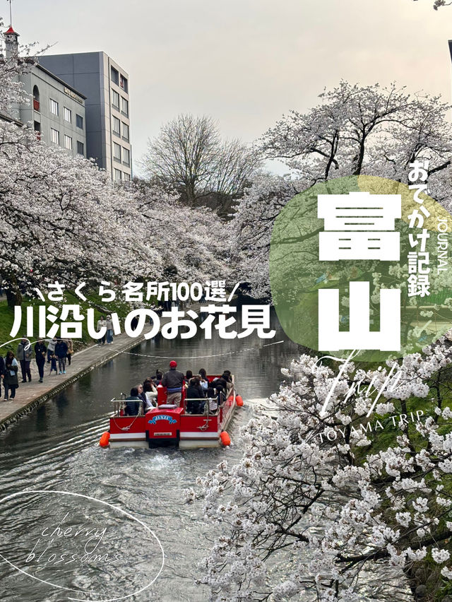 [富山旅行]さくら名所100選の松川付近で桜堪能🌸