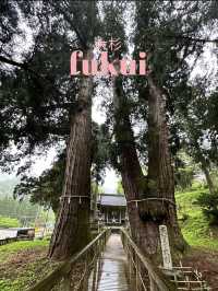 【福井× 栢野の大杉】樹齢2300年の御神木
