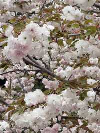Cherry blossom @ Yuyuantan Park Beijing China