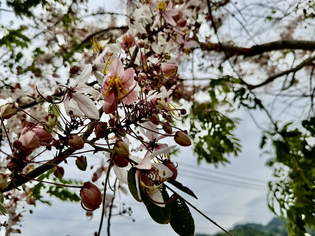 沈醉在花旗木粉紅浪漫中