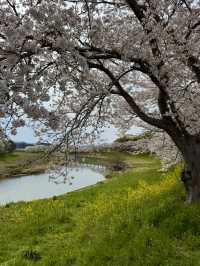 【兵庫】桜のトンネル