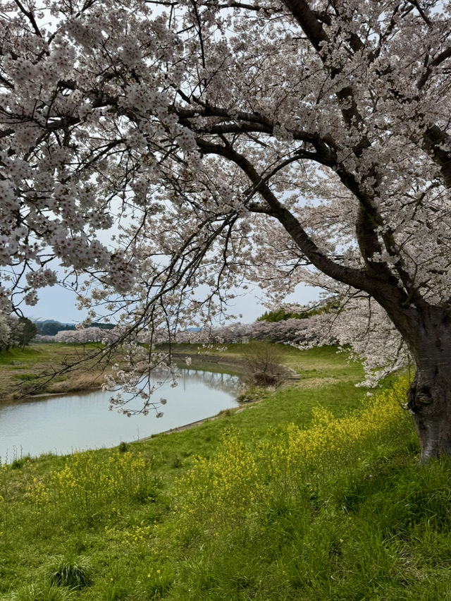 【兵庫】桜のトンネル