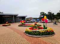 [🇰🇷蔚山] 蔚山大公園で楽しむ春の花見スポット