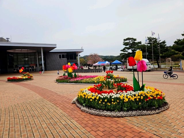 [🇰🇷蔚山] 蔚山大公園で楽しむ春の花見スポット