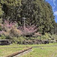 阿里山青年活動中心 Alishan Youth Activity Center
