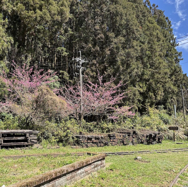 阿里山青年活動中心 Alishan Youth Activity Center