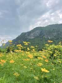 วอนแดซอง: เกาหลีทิพย์ มุมดอกไม้สีเหลืองละมุนใจ