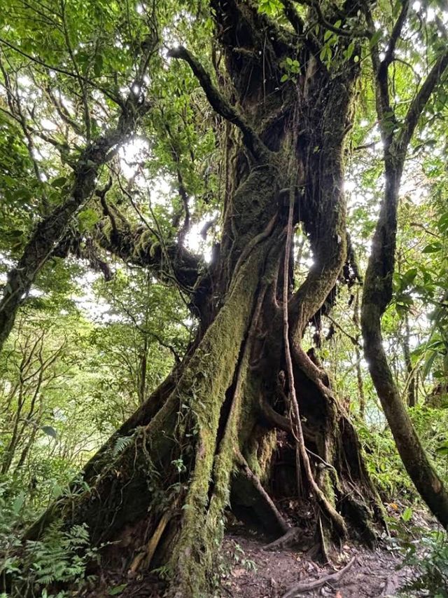 Monteverde Cloud Forest Reserve, Costa Rica – Misty Forest with a Green Soul