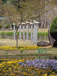 Chasing Cherry Blossoms: The Magic of Nami Island