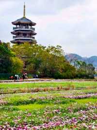 Wucai Fields: A Dreamlike Landscape in Golden Light