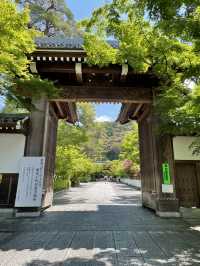【京都】青紅葉の天国🍁 絶景スポット多数あり