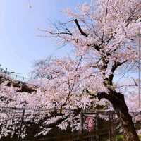 Maebashi Park, Gunma