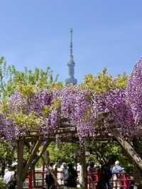 Wisteria Wonderland at Kameido Tenjin Shrine