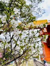 White Tower Park Cherry Blossoms– Hangzhou's Best-Kept Sakura Secret