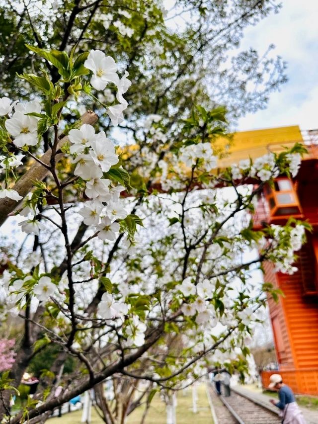 White Tower Park Cherry Blossoms– Hangzhou's Best-Kept Sakura Secret