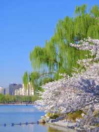 Beijing Exclusive: The Romance of Spring, with Cherry Blossoms Hanging in the Air 🌸