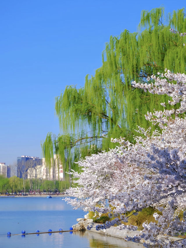 Beijing Exclusive: The Romance of Spring, with Cherry Blossoms Hanging in the Air 🌸