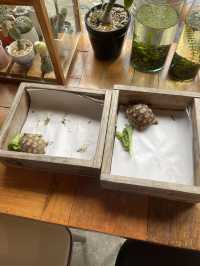 คาเฟ่เต่า Little Art Coffee @ทุ่งสง นครศรี