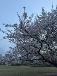 東京｜木場公園的櫻花魅力