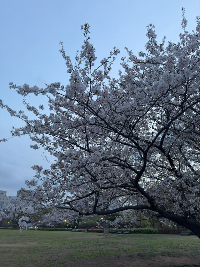 東京｜木場公園的櫻花魅力
