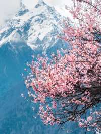Tibet Nyingchi | Snow-capped Mountains and Peach Blossoms Together 🌸🏔️