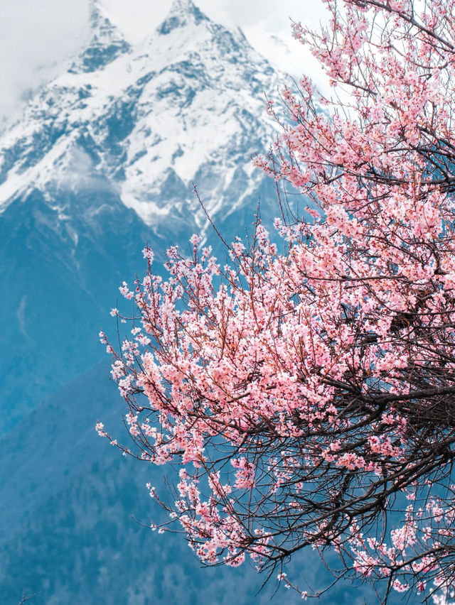 Tibet Nyingchi | Snow-capped Mountains and Peach Blossoms Together 🌸🏔️