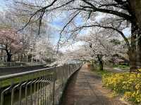 東京-善福寺川綠地，沿著河岸散步的賞櫻秘境