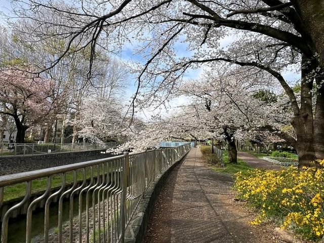 東京-善福寺川綠地，沿著河岸散步的賞櫻秘境