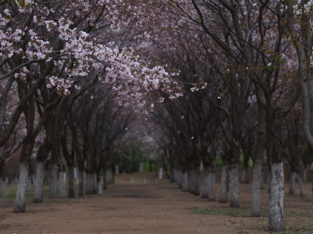 Blossoms by the River: The Enchanting Cherry Blooms of Yitong