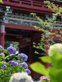 【栃木】紫陽花の人気スポット 仁王門と紫陽花、花手水など