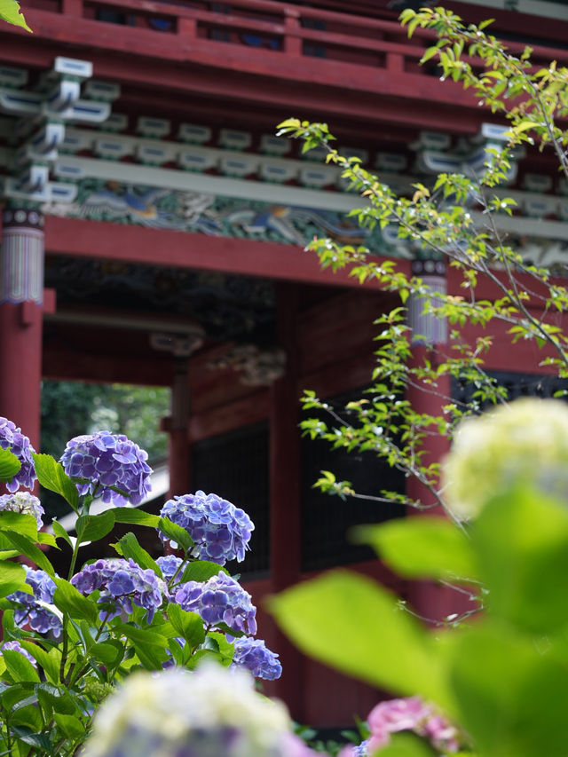 【栃木】紫陽花の人気スポット 仁王門と紫陽花、花手水など