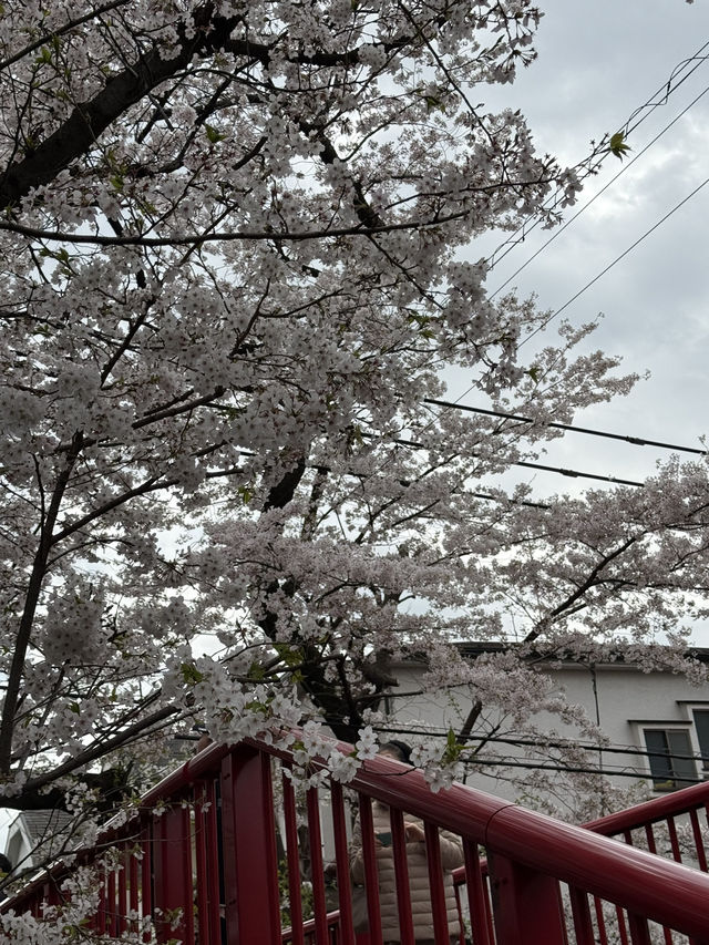 📍桜坂/東京