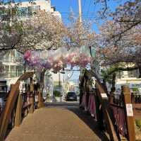 Jinhae (Yeojwacheon Stream)